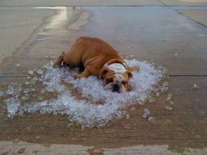 And if all else fails, use ice. Like Fido here, or my personal favorite, in a tall glass of the beverage of your choice.
