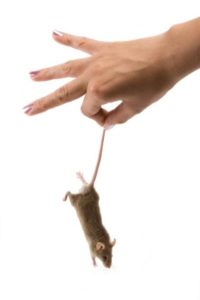 Mouse Dangling Image, Advance Air & Heat Company