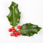 Christmas Holly